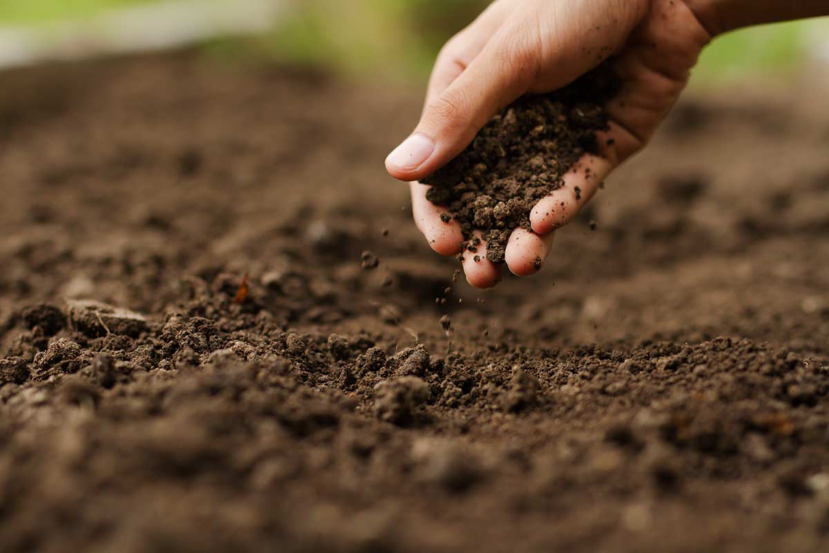 Pflanzen erde – Gartenerde kaufen